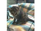 Ella Domestic Shorthair Kitten Female