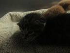 Charm Domestic Shorthair Kitten Female