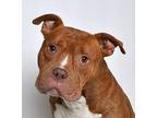 Dakota American Pit Bull Terrier Adult Male
