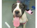 Agent K American Staffordshire Terrier Adult Male