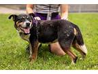 Rolando Australian Cattle Dog Senior Male