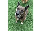 Sadie Pumi Senior Female