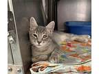 Baby Jerry Domestic Shorthair Kitten Male