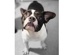 Brady Boston Terrier Young Male