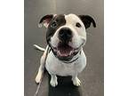 Remi American Staffordshire Terrier Adult Male