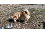Fifi Mixed Breed (Small) Adult Female