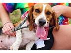 Peach Beagle Young Female