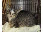 Noonan Domestic Shorthair Kitten Male