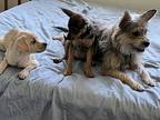 Dee Valladares Mixed Breed (Medium) Puppy Female