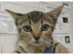 Zoey Domestic Shorthair Kitten Female