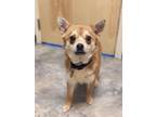 Babes Mixed Breed (Small) Adult Female