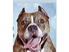 Orson American Staffordshire Terrier Senior Male