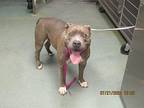 Spade American Staffordshire Terrier Adult Male