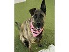 Cheetah Belgian Malinois Young Female