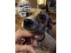 Harper Chihuahua Adult Female