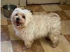 Harry Maltese Adult Male