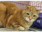 Oj, Domestic Shorthair For Adoption In Kendallville, Indiana