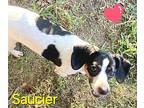 Saucier, Dachshund For Adoption In Bensalem, Pennsylvania