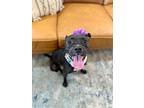 Cora Blanch, American Pit Bull Terrier For Adoption In Provo, Utah