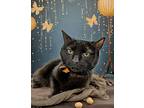 Astra, American Shorthair For Adoption In West Palm Beach, Florida
