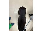 Rocky, Labrador Retriever For Adoption In St Augustine, Florida