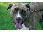 Bryn, American Pit Bull Terrier For Adoption In Rosemount, Minnesota