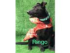 Ringo, Dachshund For Adoption In San Ysidro, California