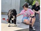 Domino, Portuguese Water Dog For Adoption In Syracuse, New York