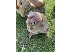 Nibs, American Staffordshire Terrier For Adoption In Lexington, Kentucky