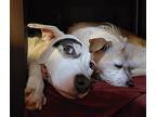 P-nut, American Staffordshire Terrier For Adoption In Greenville, South Carolina
