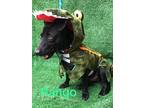 Rango, Dachshund For Adoption In San Ysidro, California