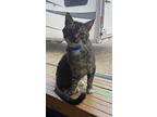 Spirit, Domestic Shorthair For Adoption In Arkadelphia, Arkansas