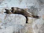 Gannicus, Siamese For Adoption In New Braunfels, Texas