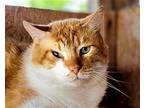 Leo, Domestic Shorthair For Adoption In Anniston, Alabama