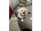 Nezuka, Siamese For Adoption In New Braunfels, Texas