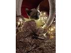 Jasminerain, Siamese For Adoption In New Braunfels, Texas