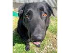 Farley, Labrador Retriever For Adoption In Leavenworth, Kansas