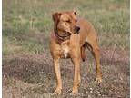 Flannery, Labrador Retriever For Adoption In Hillsboro, Texas