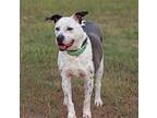 Brie, Labrador Retriever For Adoption In Hillsboro, Texas