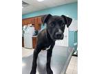 Josie, Labrador Retriever For Adoption In St. Francisville, Louisiana