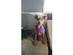 Lizzy, Miniature Pinscher For Adoption In Lake Forest, California