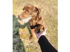 Russ, Labrador Retriever For Adoption In Anniston, Alabama