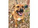 Francine, Labrador Retriever For Adoption In St. Francisville, Louisiana