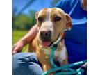 Tuff, Terrier (unknown Type, Small) For Adoption In St. Francisville, Louisiana