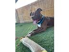 Denmark, Labrador Retriever For Adoption In Zellwood, Florida