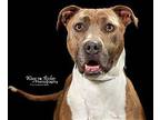 Pepper, American Pit Bull Terrier For Adoption In Anniston, Alabama