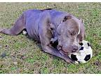Norma, American Staffordshire Terrier For Adoption In Anniston, Alabama