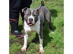 Johnny, American Staffordshire Terrier For Adoption In Anniston, Alabama