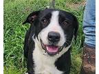 Cupid, Labrador Retriever For Adoption In Anniston, Alabama