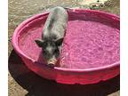 Timmy, Pig (potbellied) For Adoption In Montclair, California